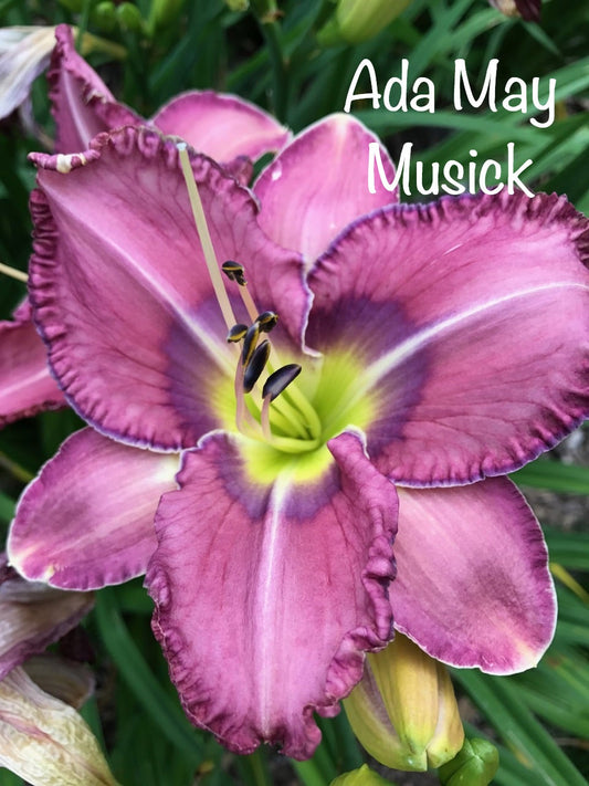 Ada May Musick