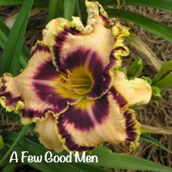 A Few Good Men