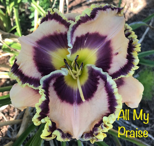 All My Praise