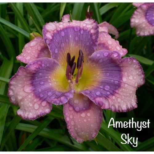 Amethyst Sky