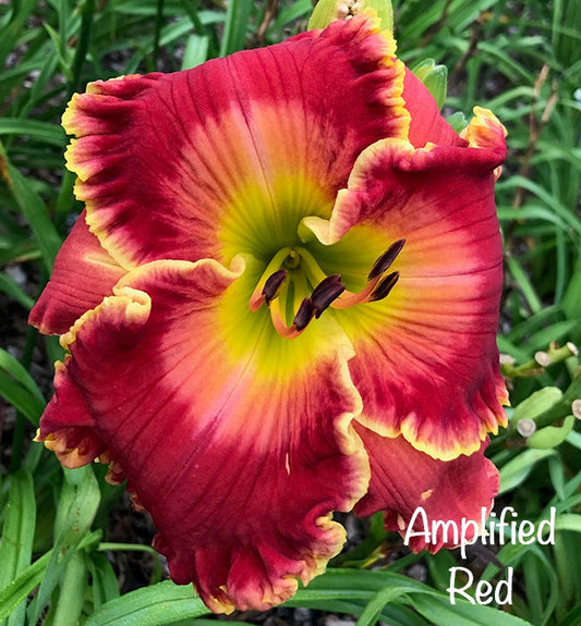 Amplified Red