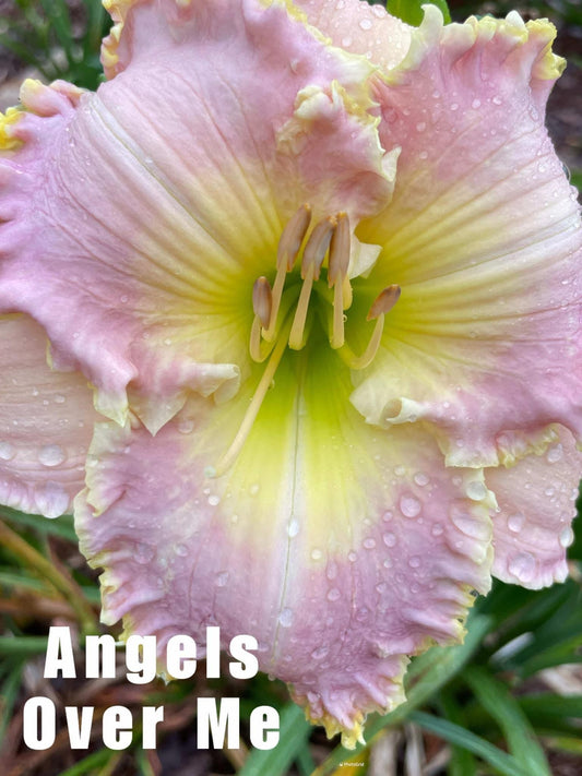 Angels over Me