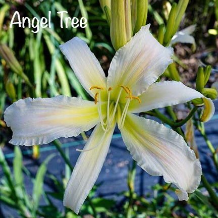 Angel Tree