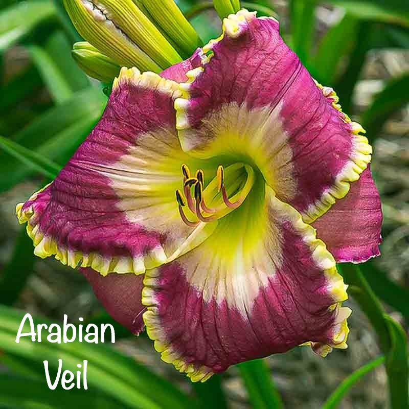 Arabian Veil