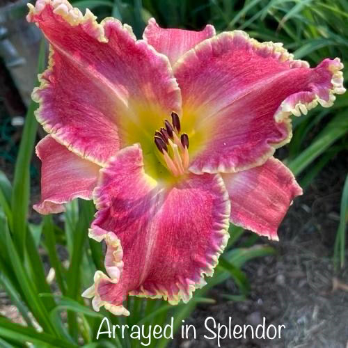 Arrayed in Splendor