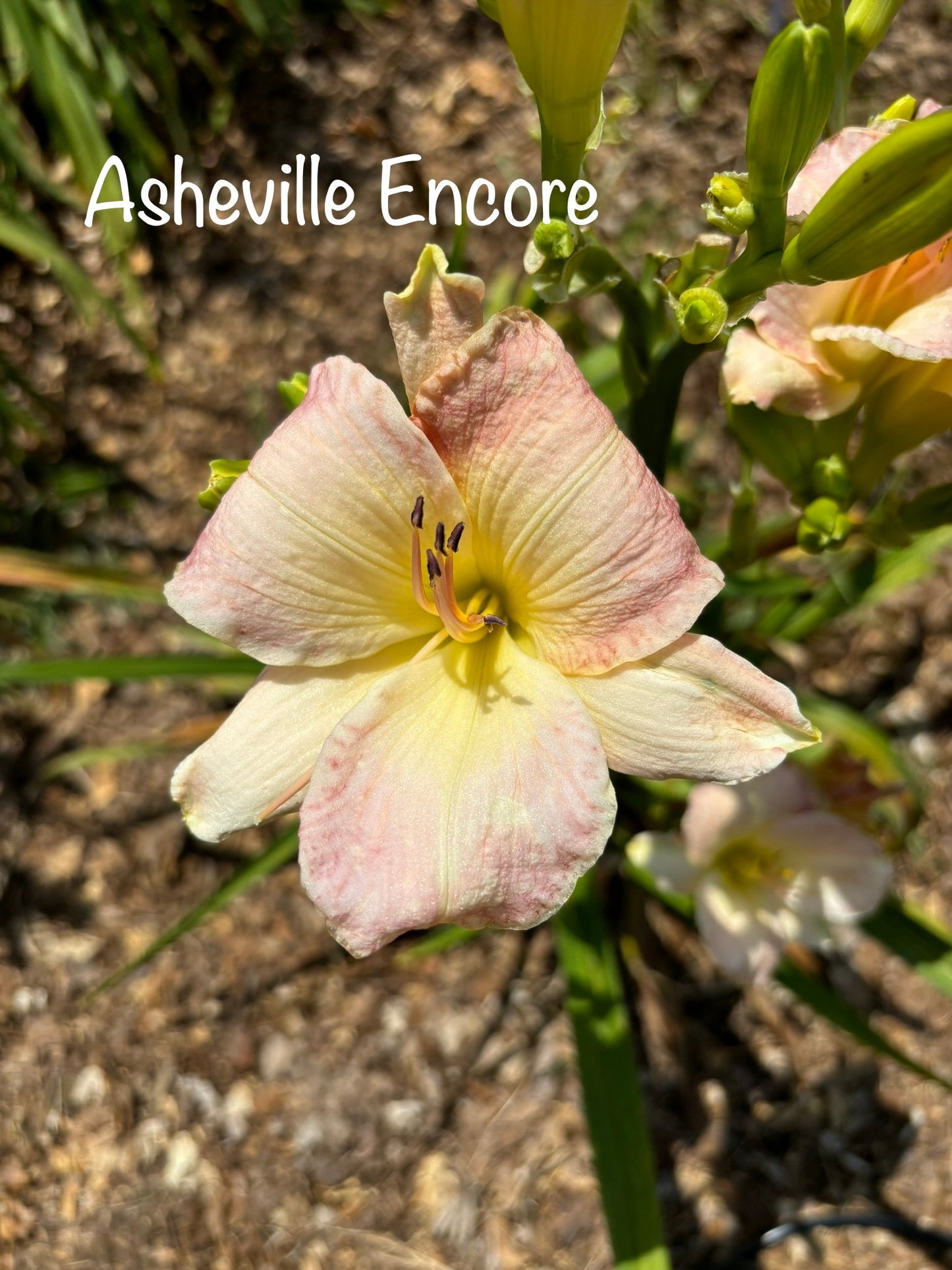 Asheville Encore