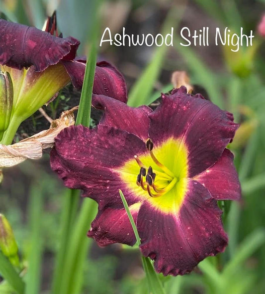 Ashwood Still Night