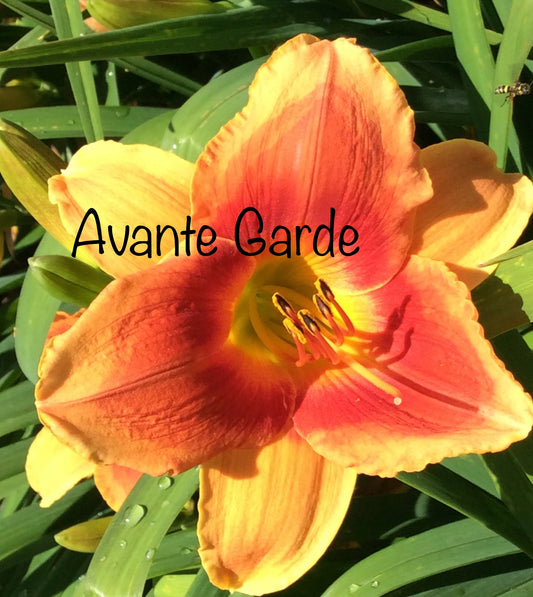 Avante Garde