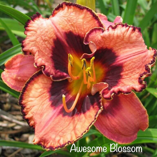 Awesome Blossom