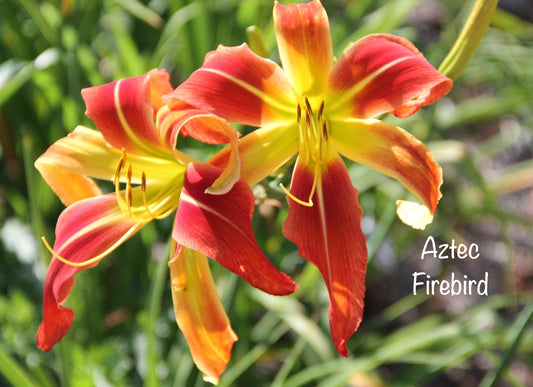 Aztec Firebird