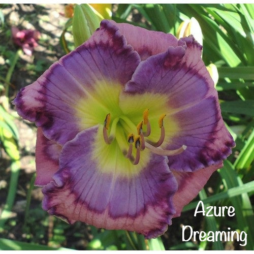 Azure Dreaming