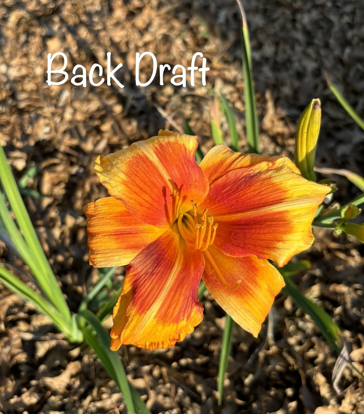Back Draft – Darmstadt Daylilies & More