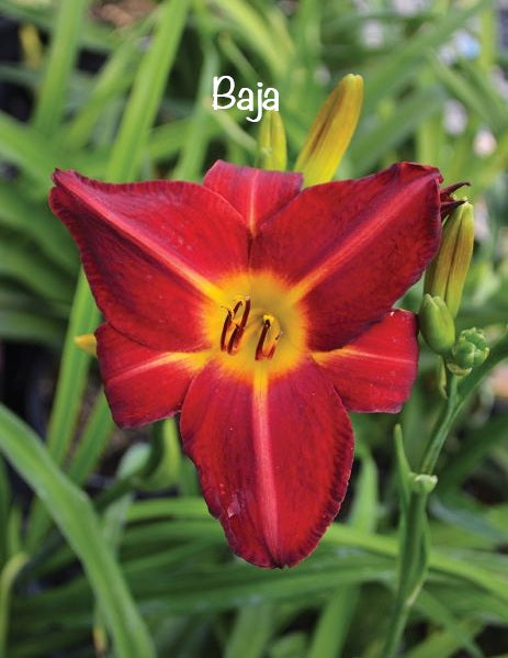Baja