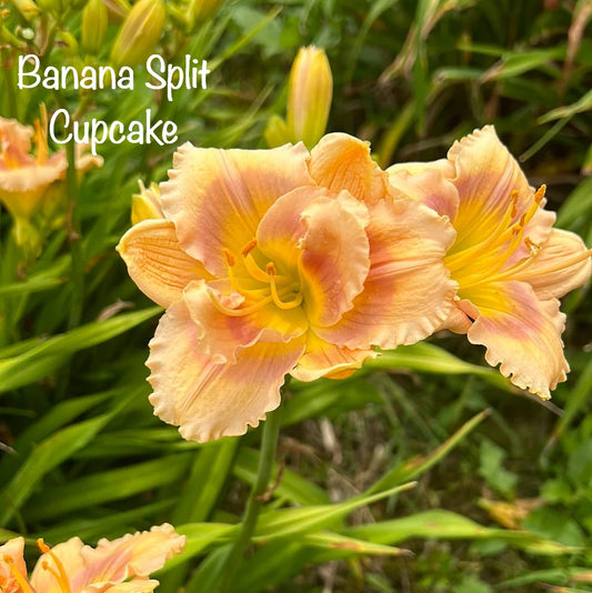 Banana Split Cupcake