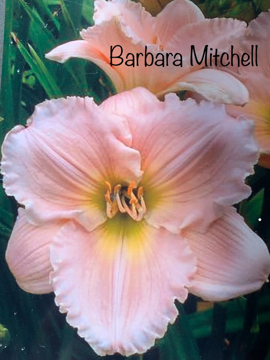 Barbara Mitchell