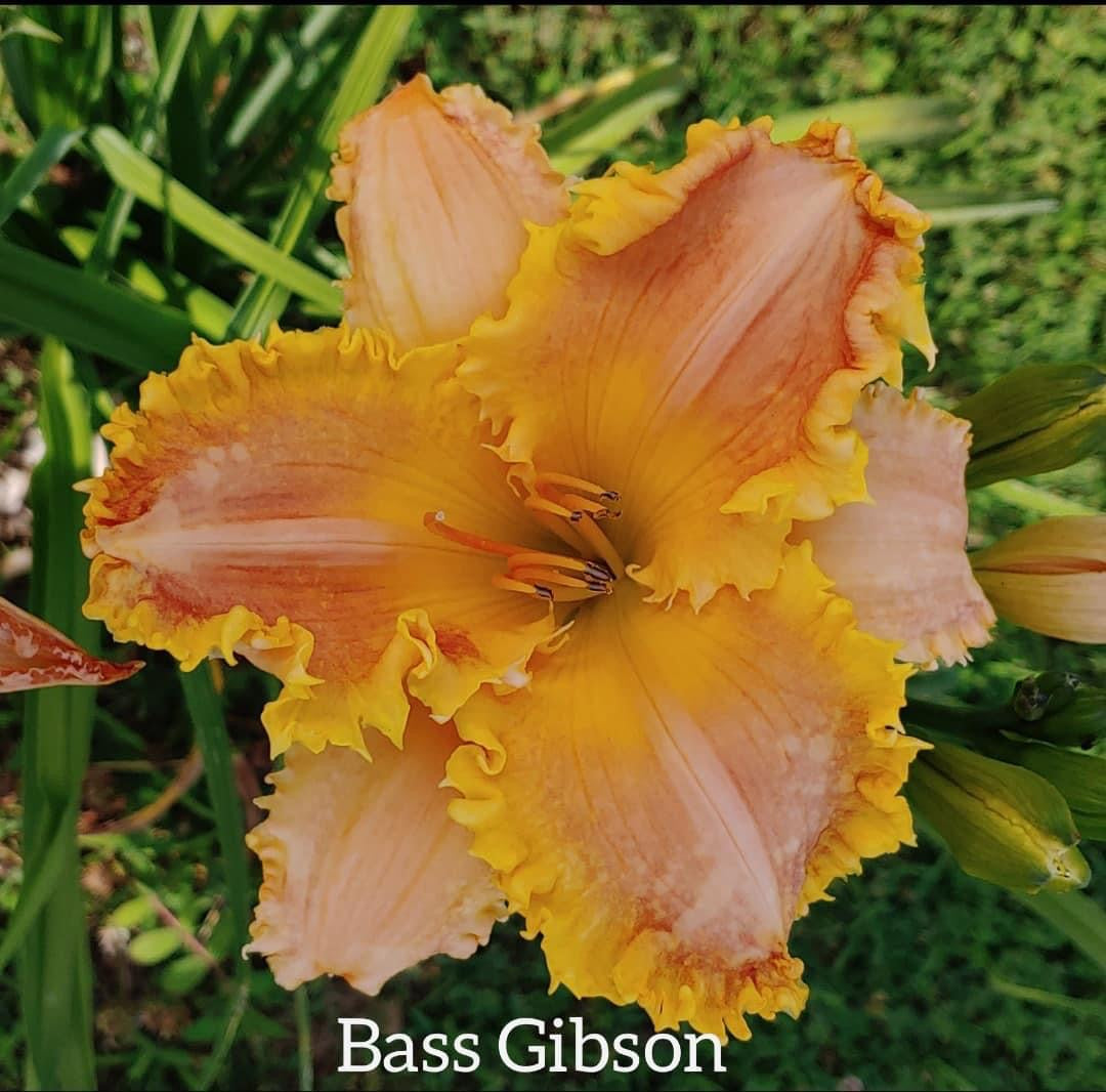 Bass Gibson