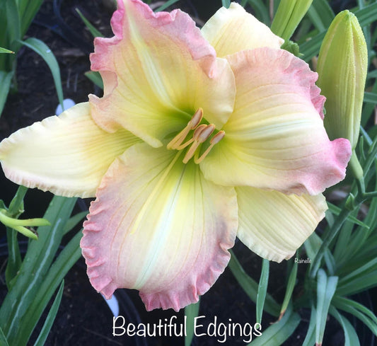 Beautiful Edgings