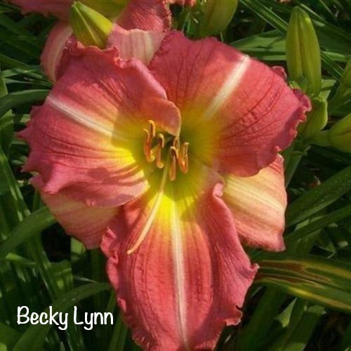 Becky Lynn