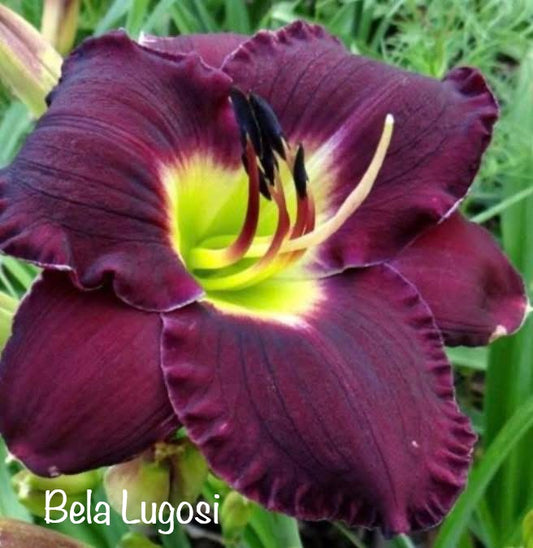 Bela Lugosi