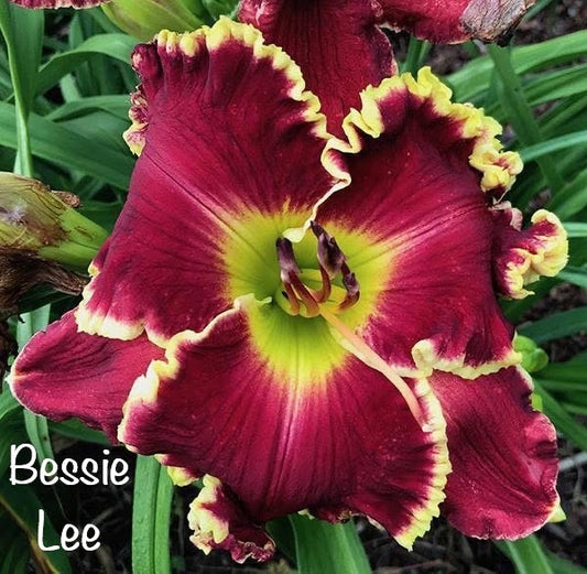 Bessie Lee