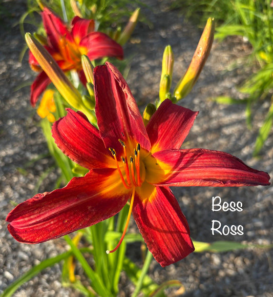 Bess Ross