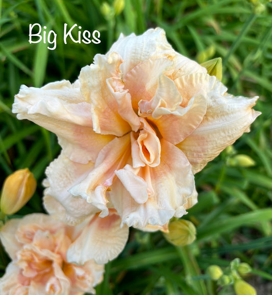 Big Kiss