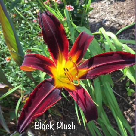 Black Plush
