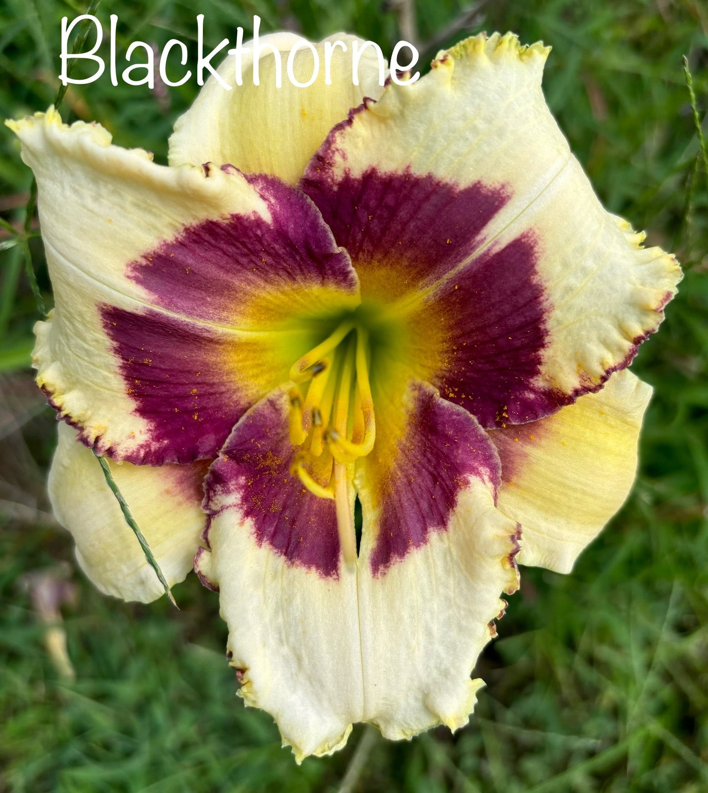 Blackthorne