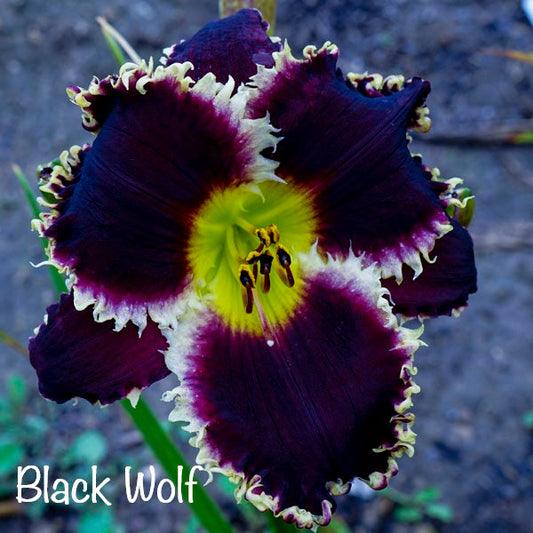 Black Wolf