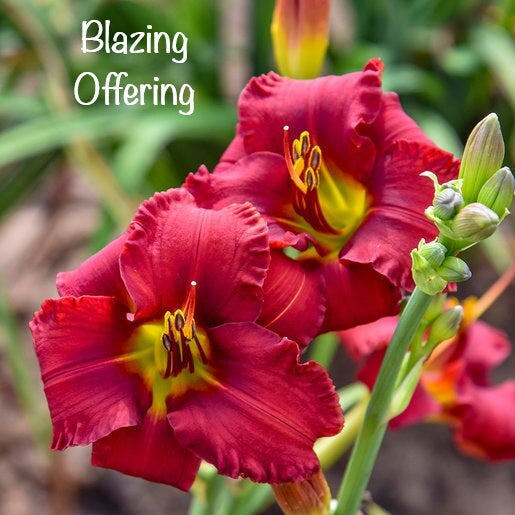 Blazing Offering