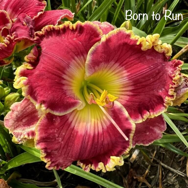 Born to Run