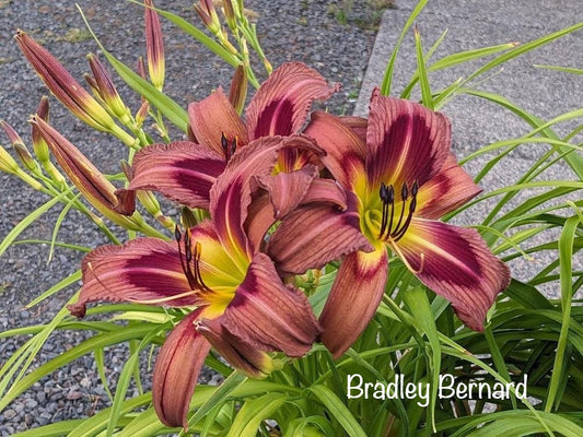 Bradley Bernard