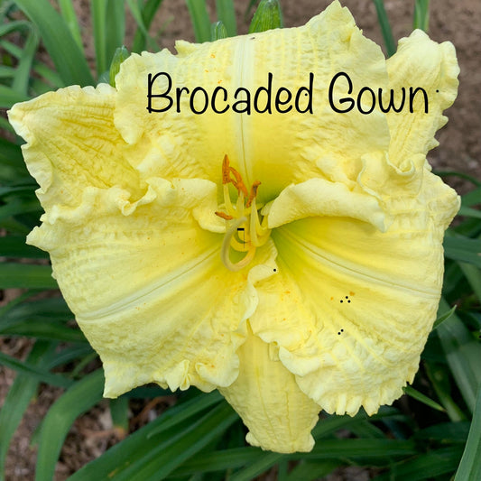 Brocaded Gown
