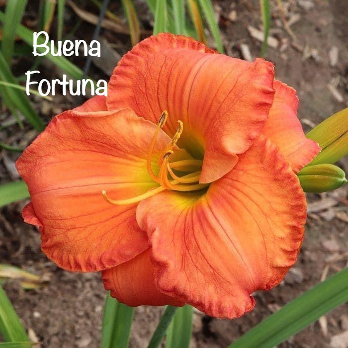 Buena Fortuna