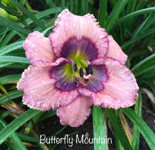 Butterfly Mountain