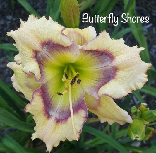 Butterfly Shores
