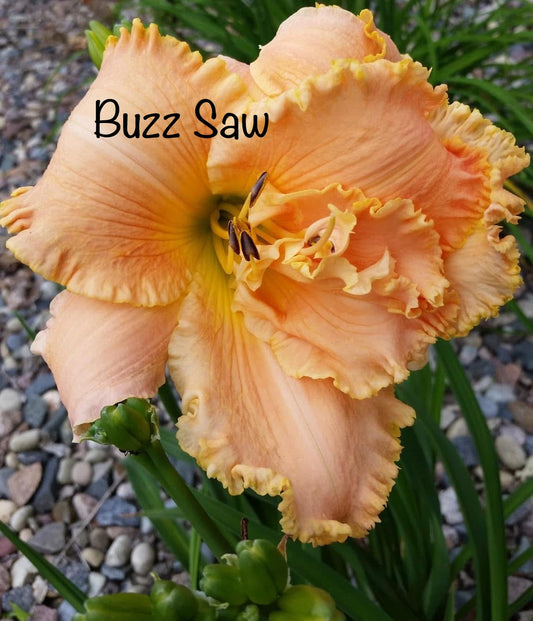 Buzz Saw