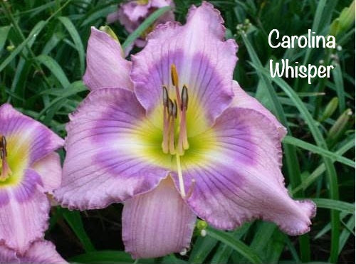 Carolina Whisper
