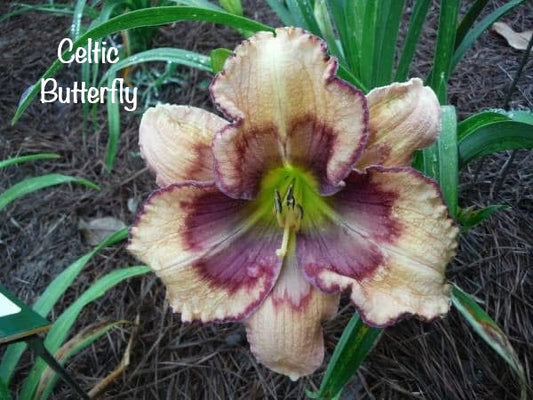 Celtic Butterfly