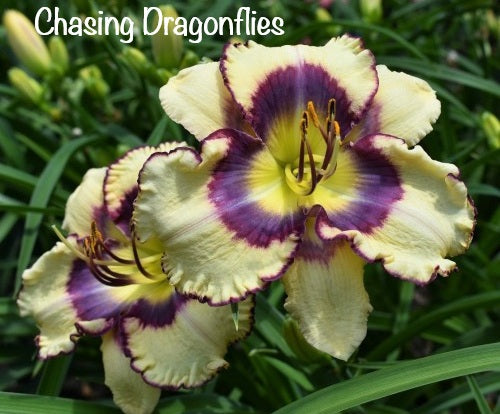 Chasing Dragonflies