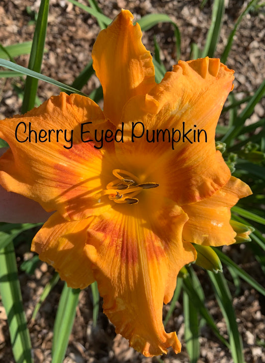 Cherry Eyed Pumpkin