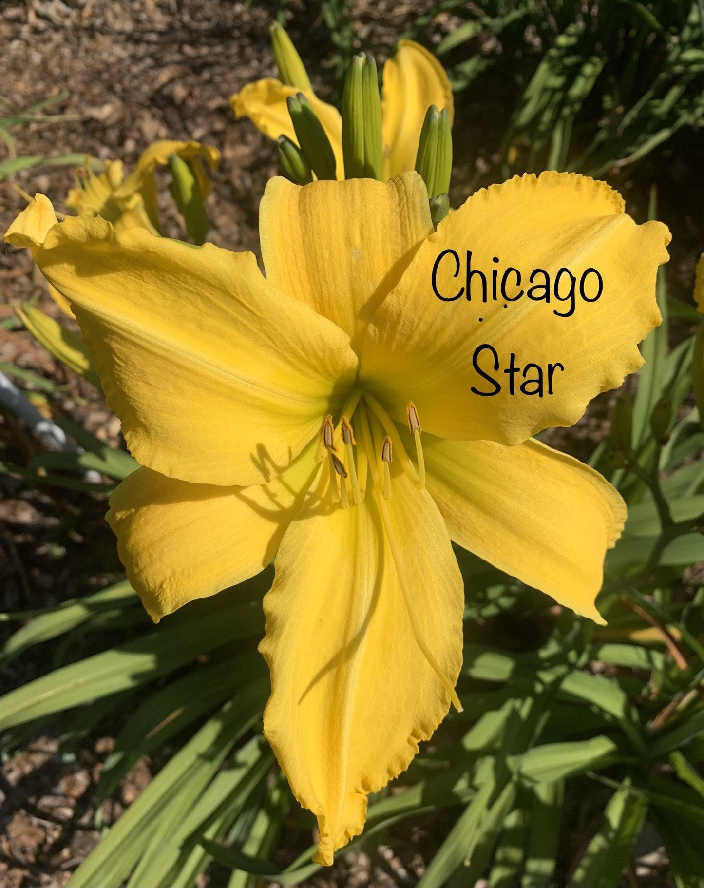 Chicago Star