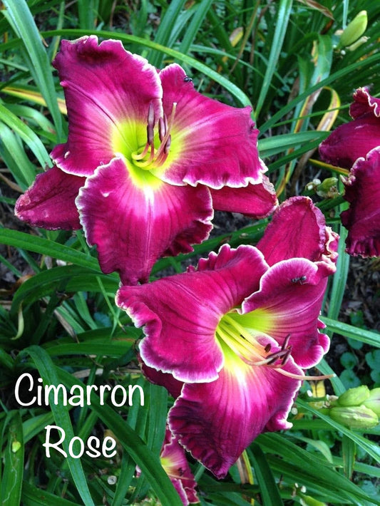 Cimarron Rose