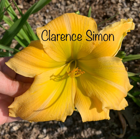 Clarence Simon