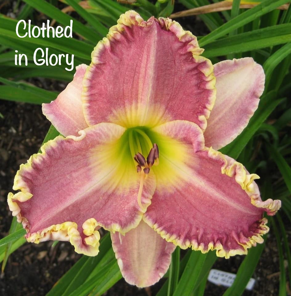 Clothed in Glory