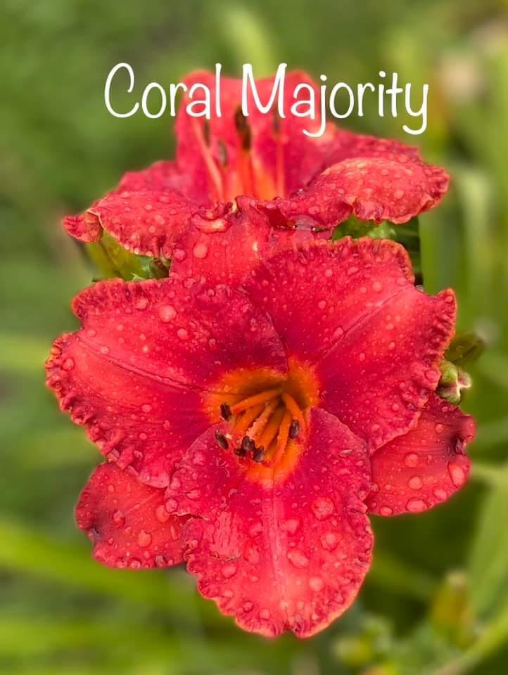 Coral Majority
