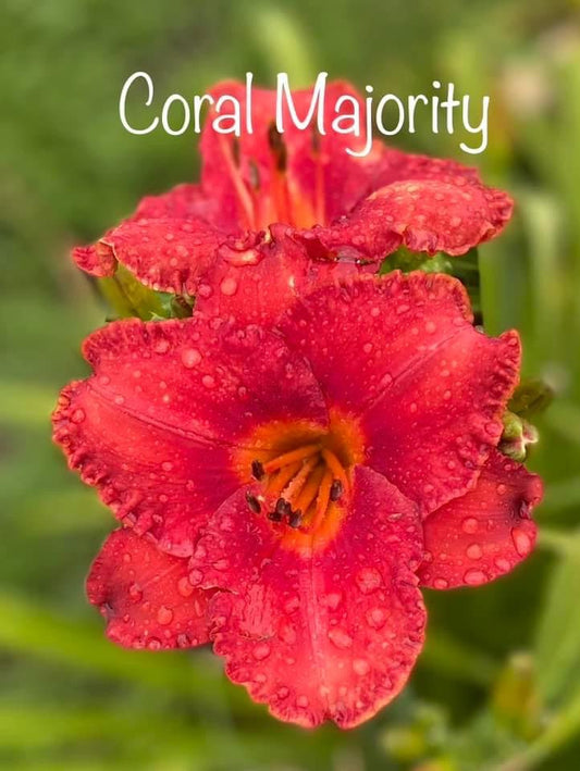 Coral Majority