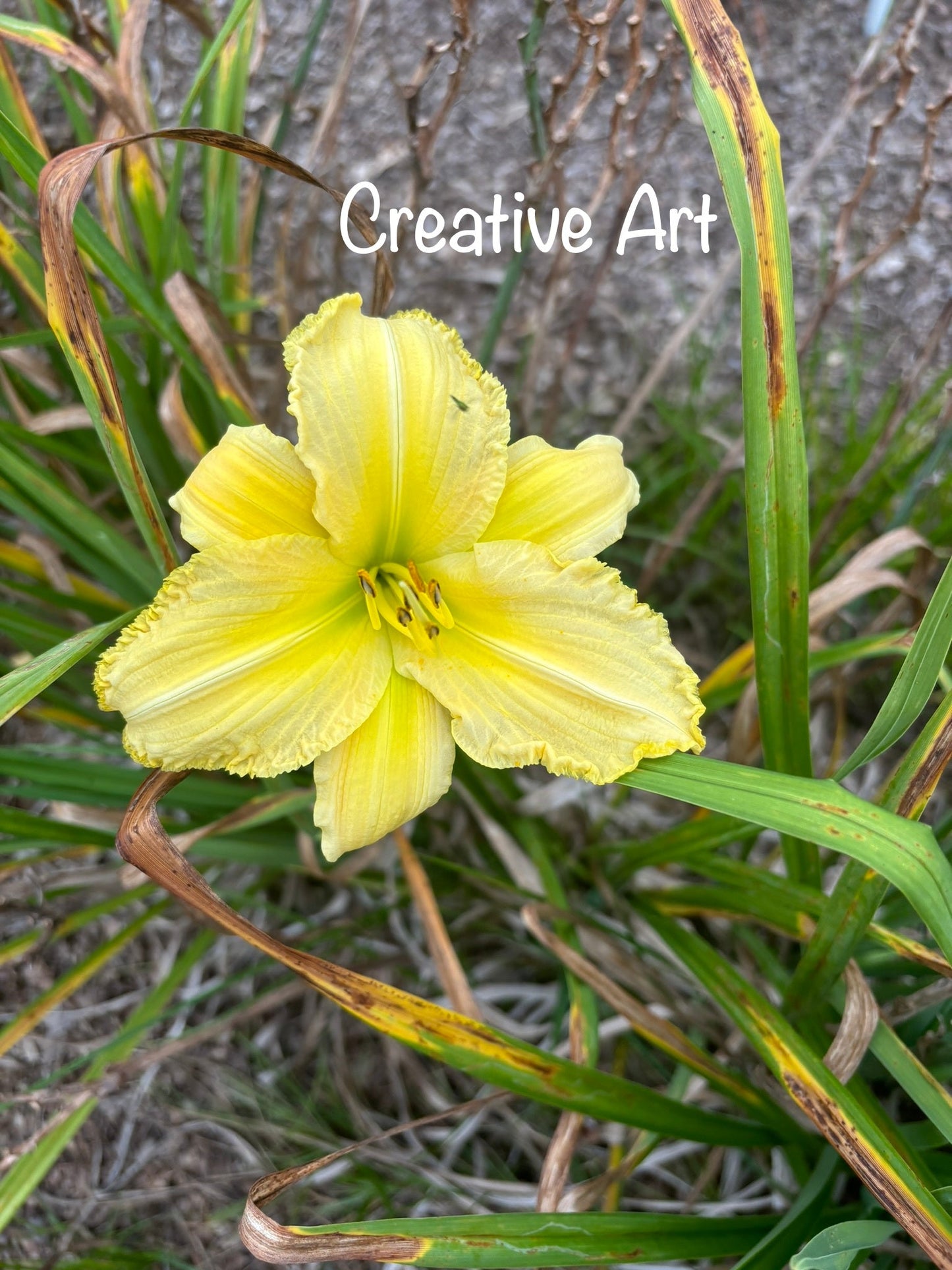 Creative Art