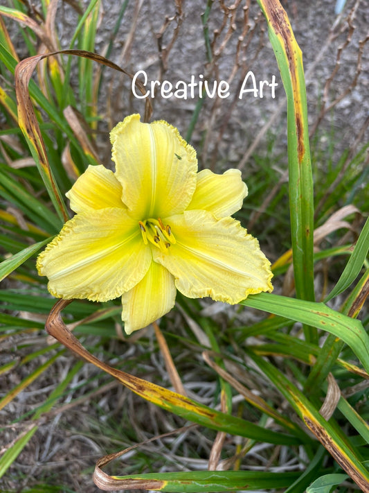 Creative Art