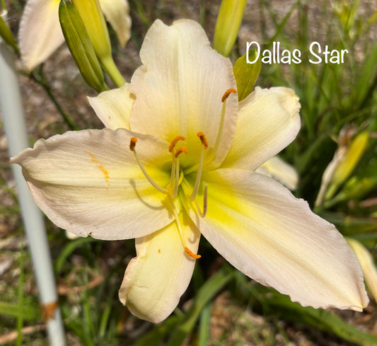 Dallas Star
